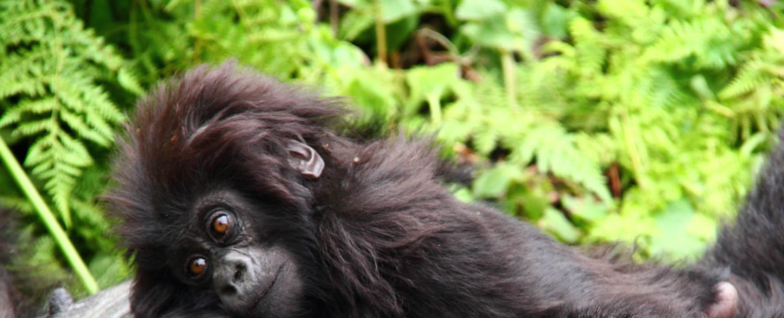 Rwanda Gorilla Safari PNV
