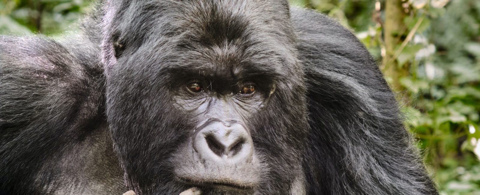 Gorilla Tracking Safari in Rwanda