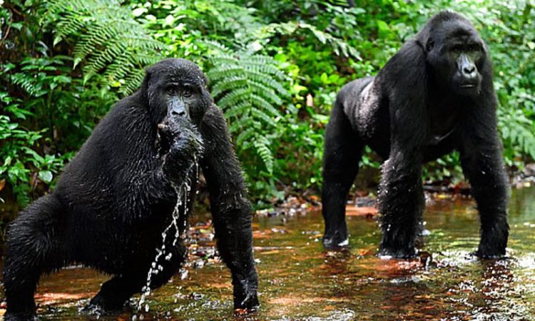 Uganda Gorillas & Wildlife