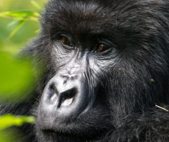 Virunga Gorilla Safari