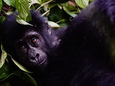 Remarkable Rwanda Safari