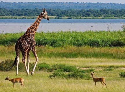 Remarkable Uganda Safari
