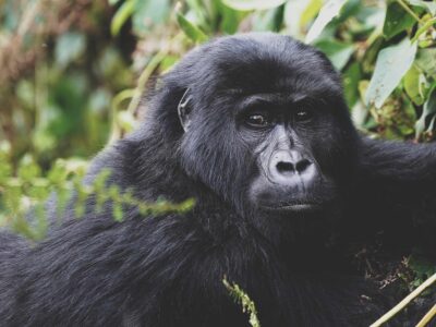 Gorilla tracking safari in Africa